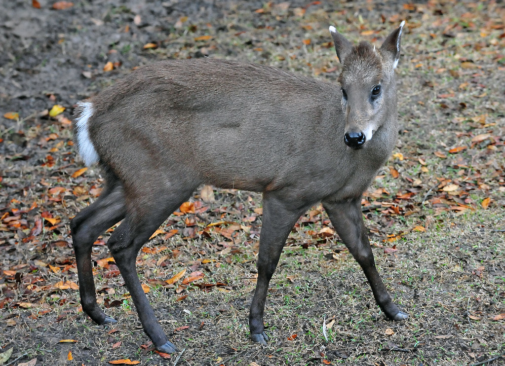 Tufted Deer