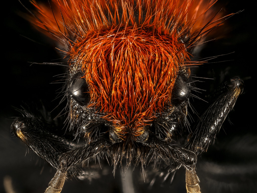 Velvet Ants