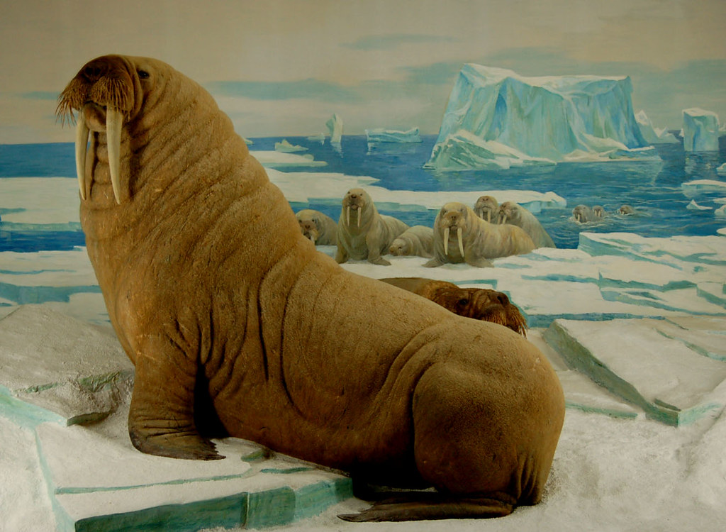 Walruses
