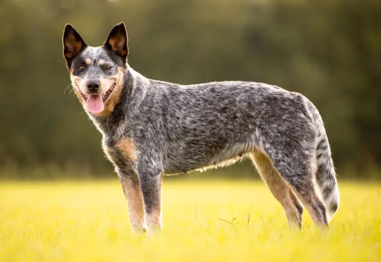 What Two Breeds Make a Australian Cattle Dog?