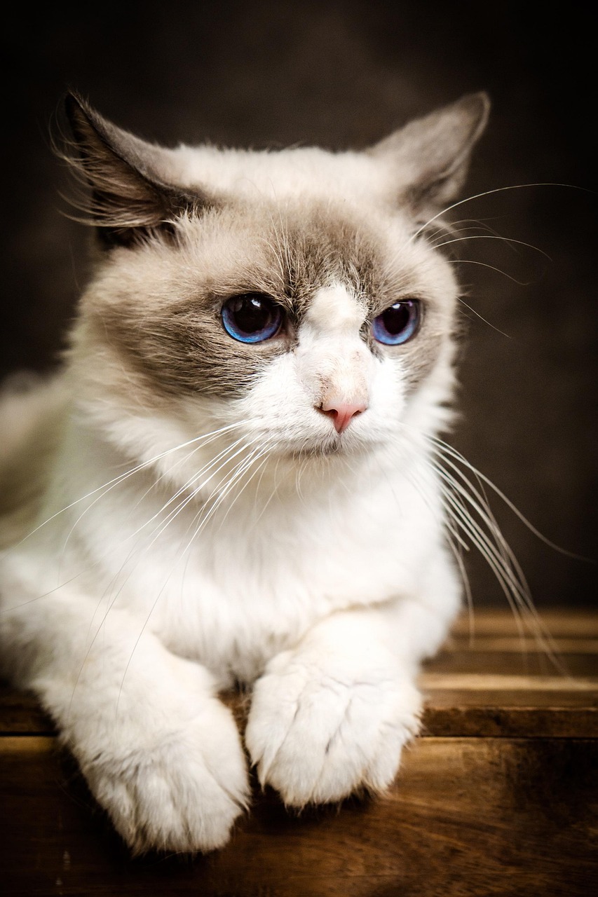 What Two Breeds Make a Ragdoll Cat