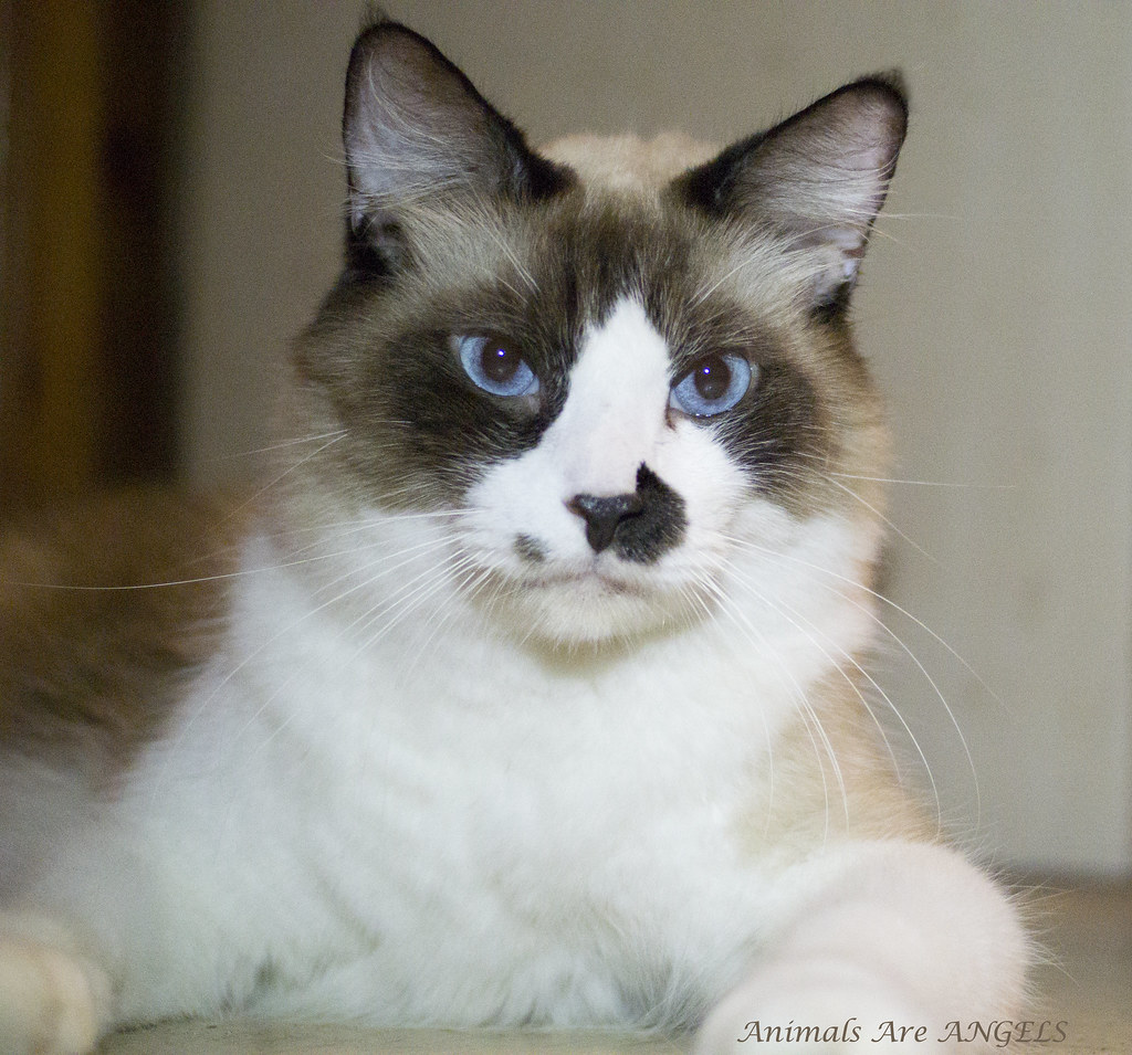 What Two Breeds Make a Ragdoll Cat