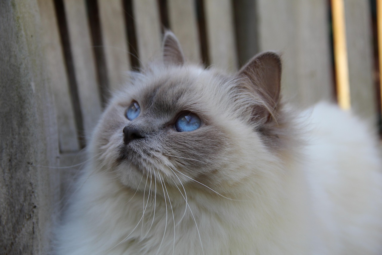 What Two Breeds Make a Ragdoll Cat