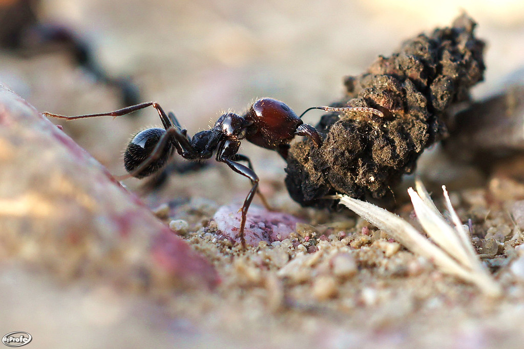 Worker Ants
