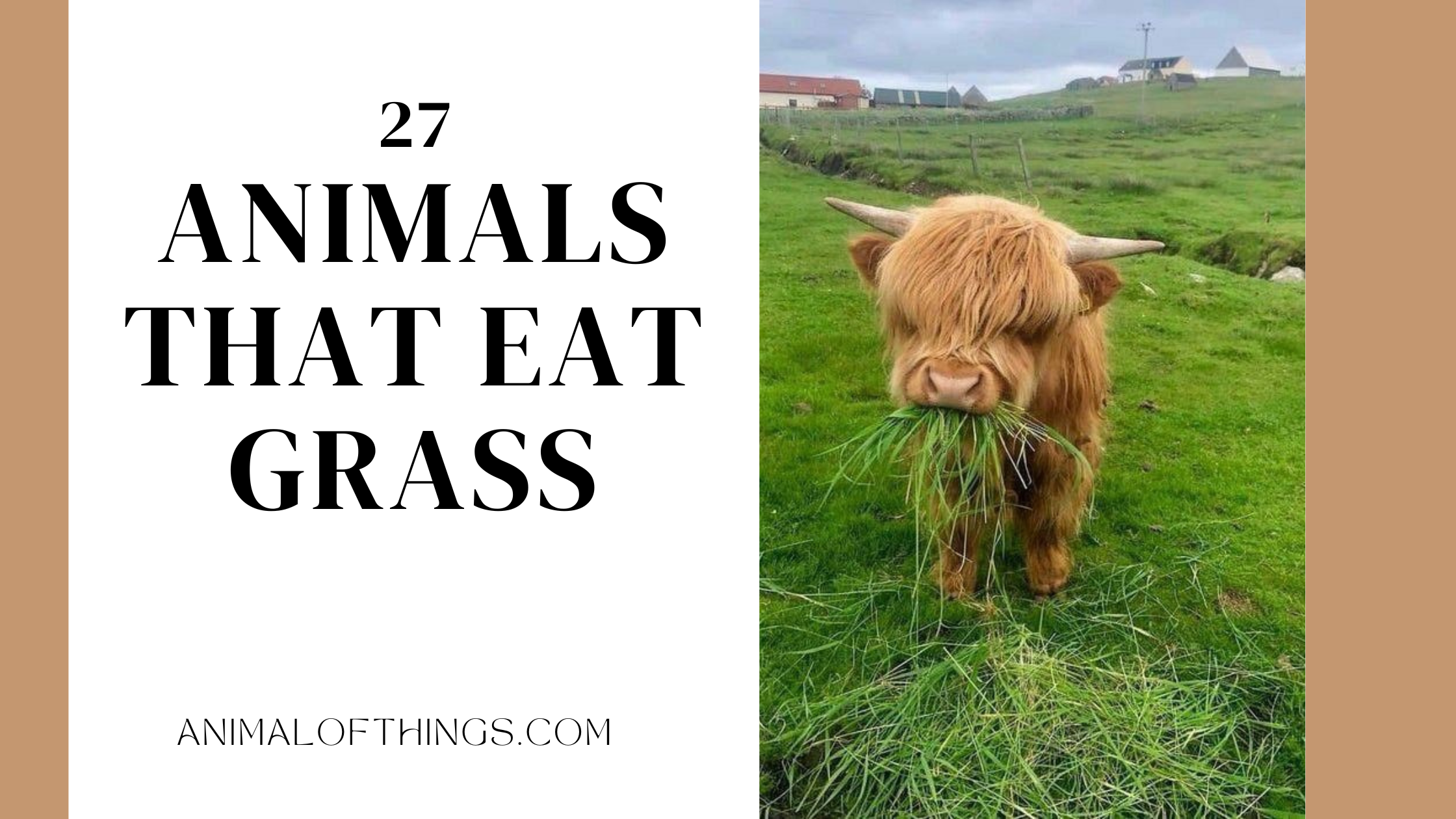 Animals That Eat Grass