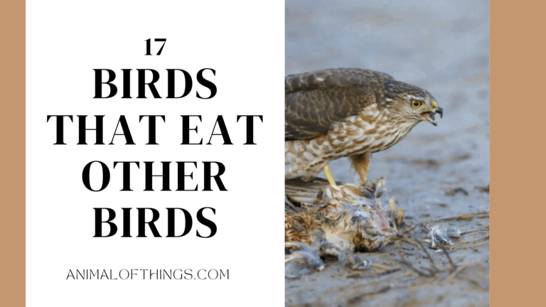 It is a Bird Eat Bird World 😂: 17 Birds That Eat Other Birds
