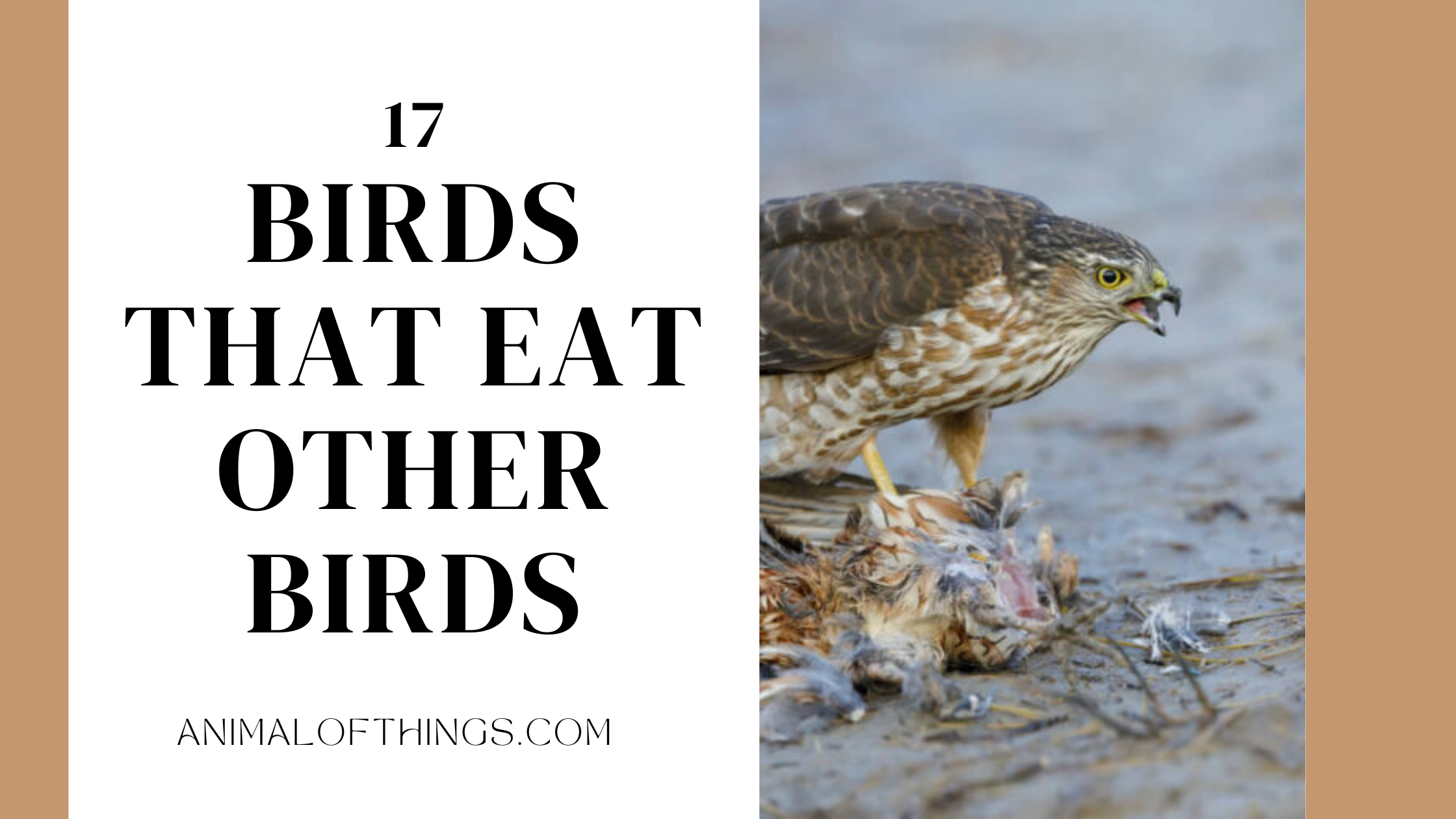 Birds That Eat Other Birds