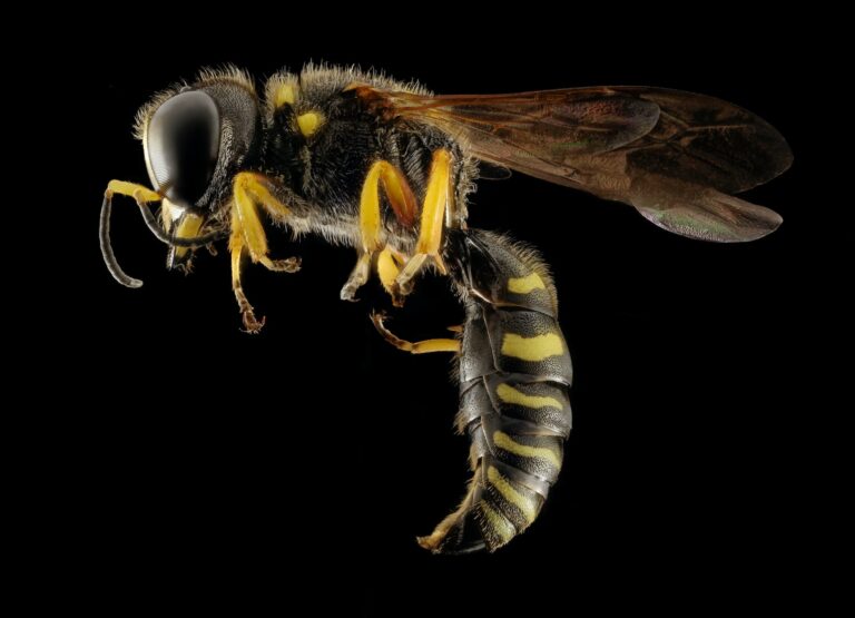 Which Bees Actually Sting? The Definitive Guide to Dangerous vs. Harmless Species