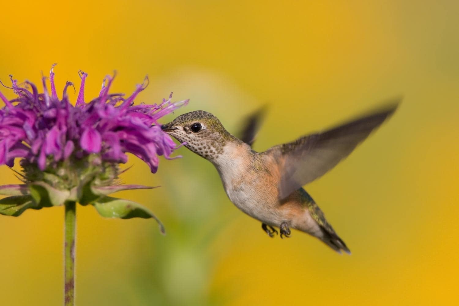 Hummingbirds in North Florida