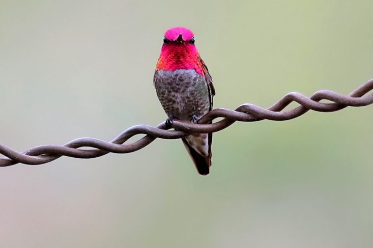 The Complete Guide to Hummingbirds in Southern Arizona: A Birder’s Paradise