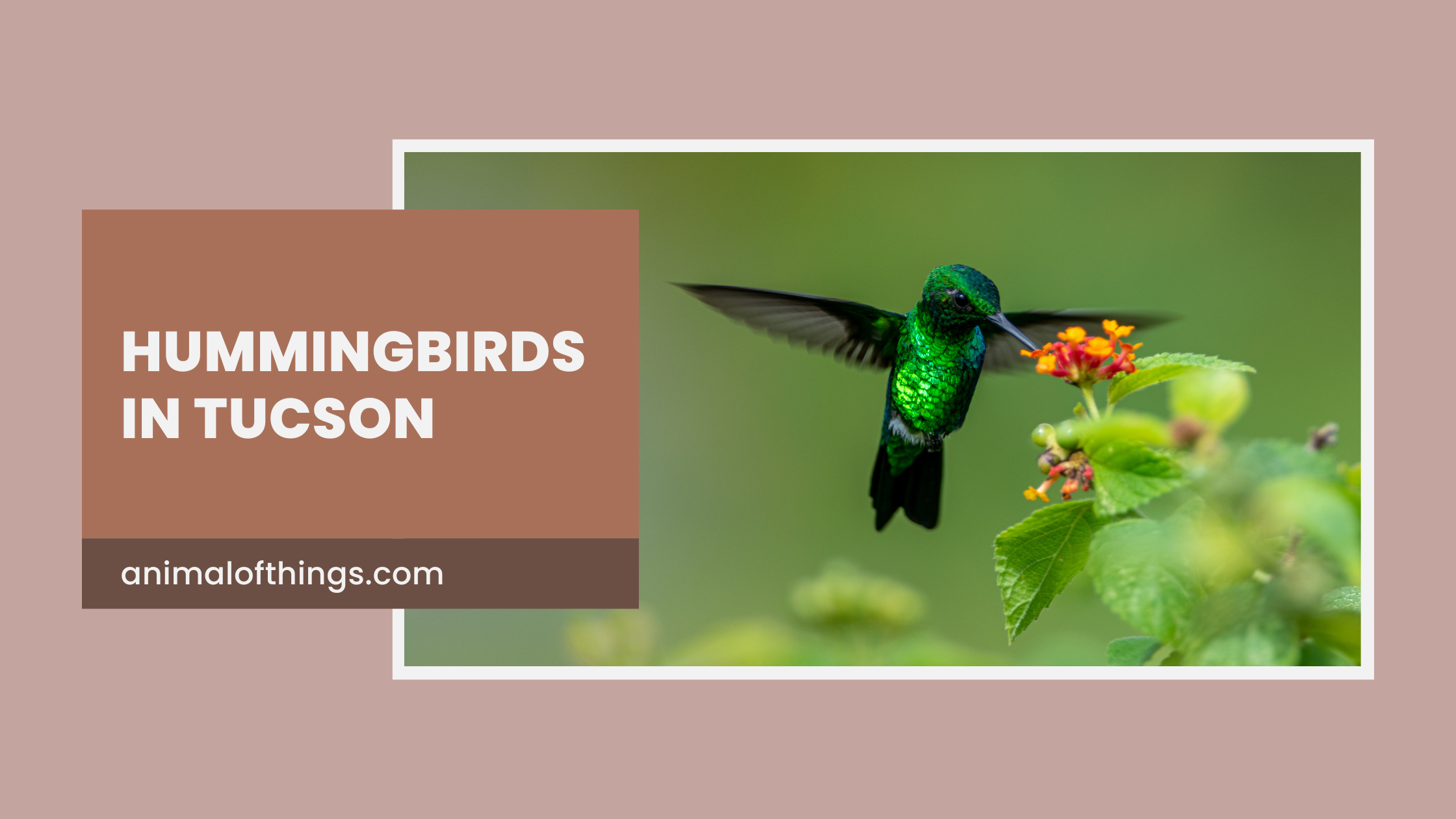 Hummingbirds in Tucson