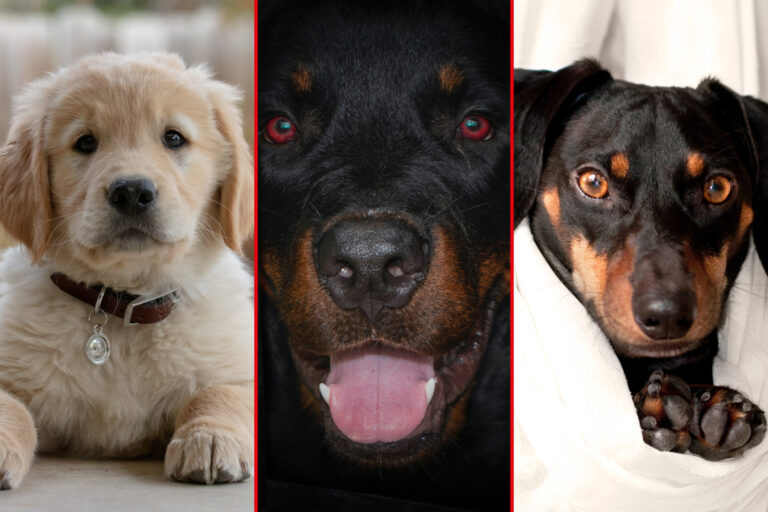 The 20 Most Popular Dog Breeds in the United States