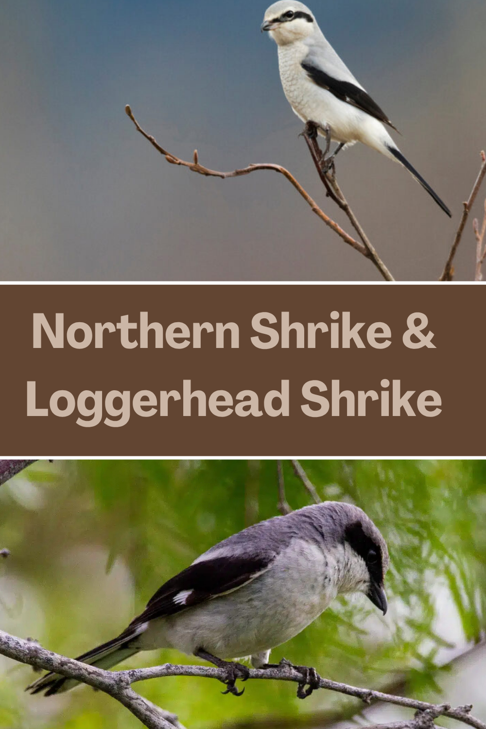 Northern Shrike and Loggerhead Shrike
