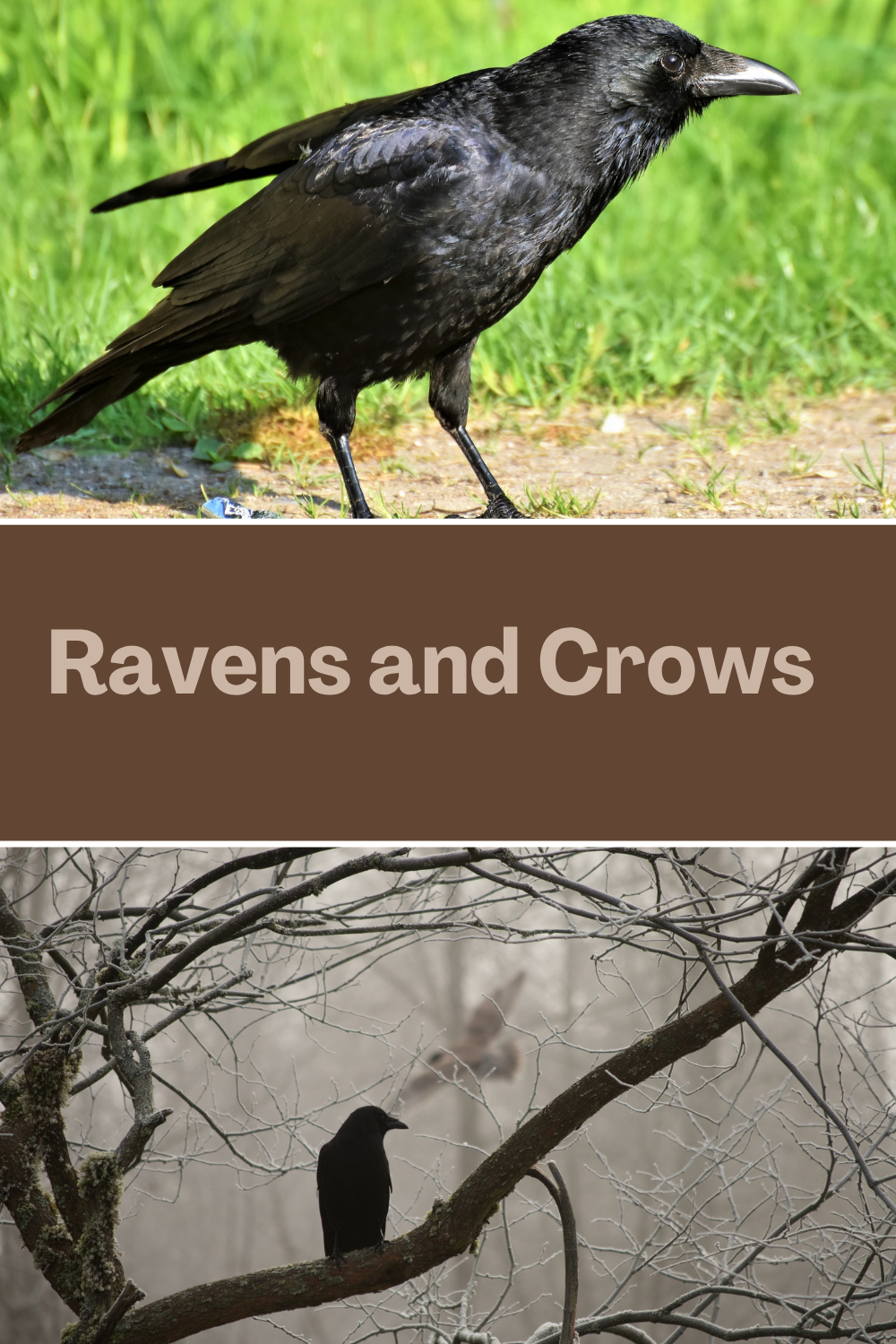 Ravens and Crows