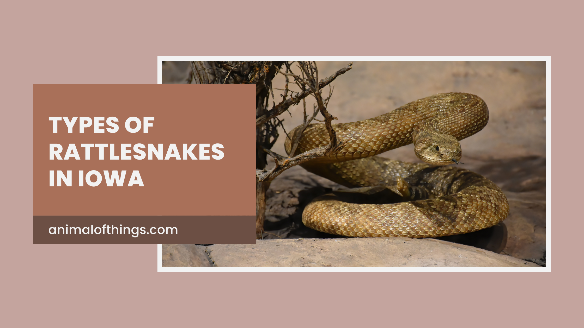 Types of Rattlesnakes in Iowa