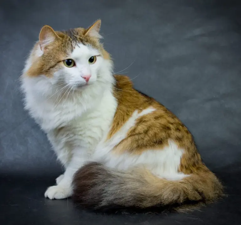 What Breeds Make a Ragamuffin Cat?