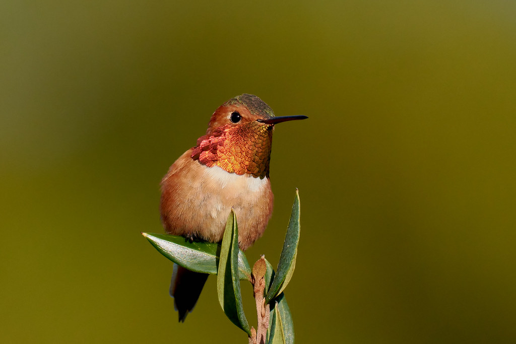 Allen's Hummingbird