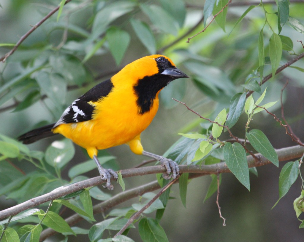 Altamira Oriole