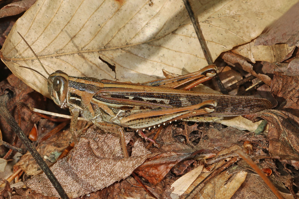 American Bird Grasshopper