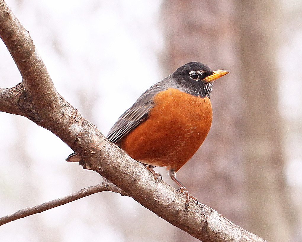American Robin