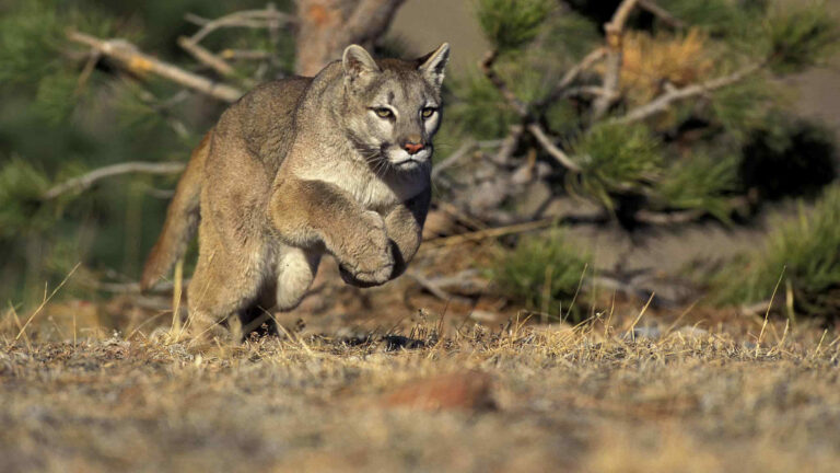 16 American States with Mountain Lions: Complete Population Map 2025