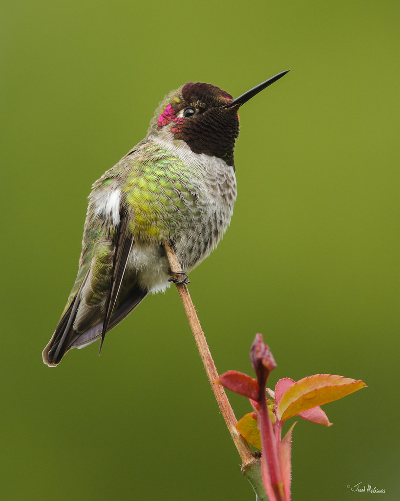 Anna's Hummingbird