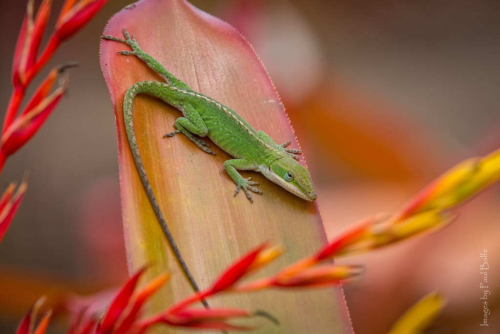 Anole Lizard