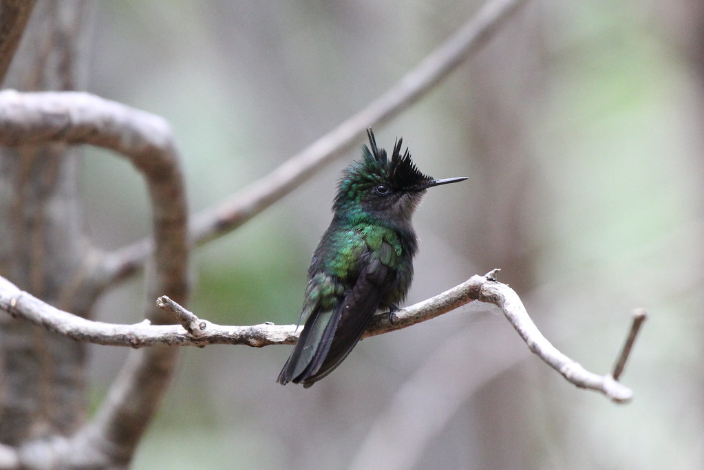 Antillean Crested Hummingbird
