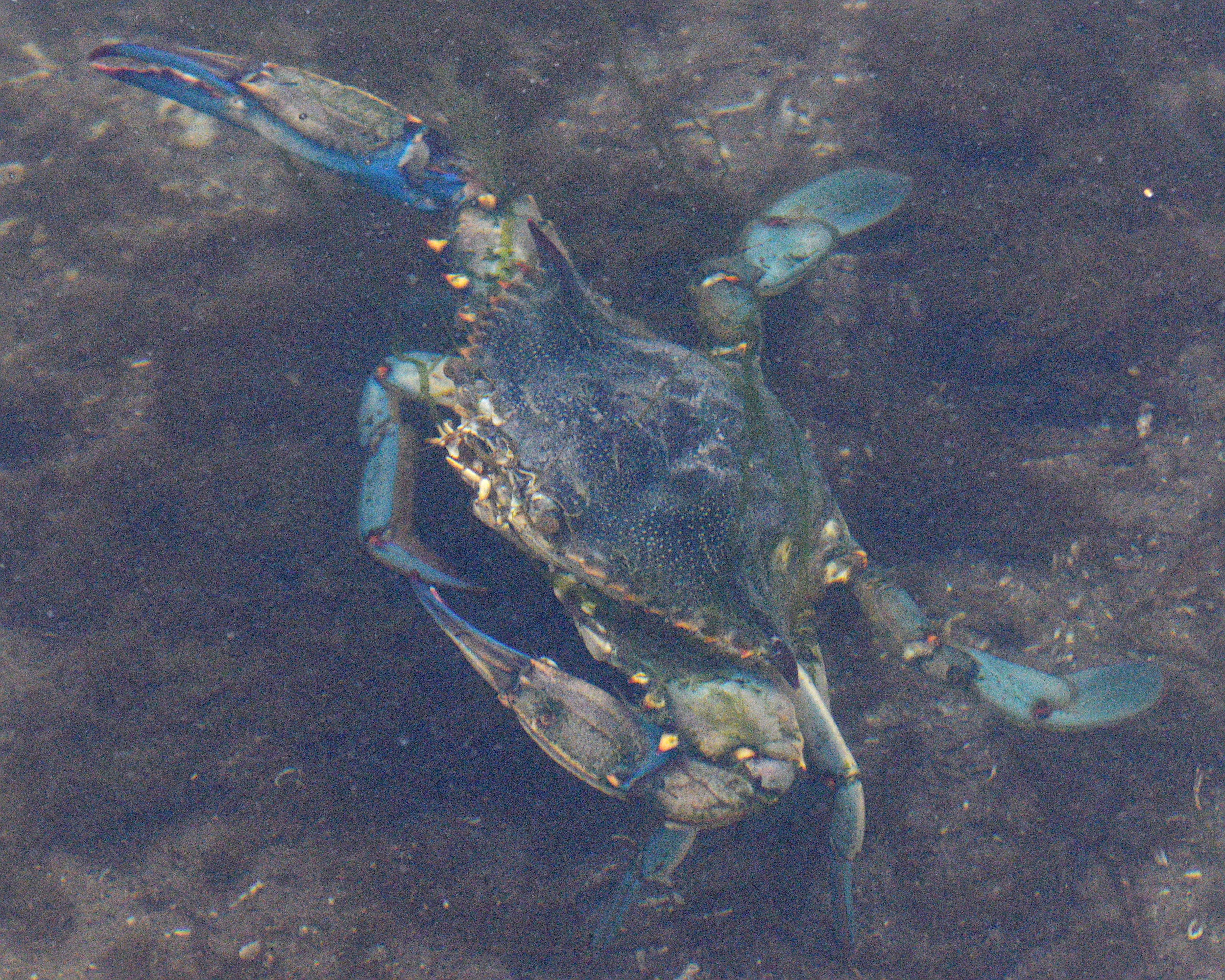Atlantic Blue Crab