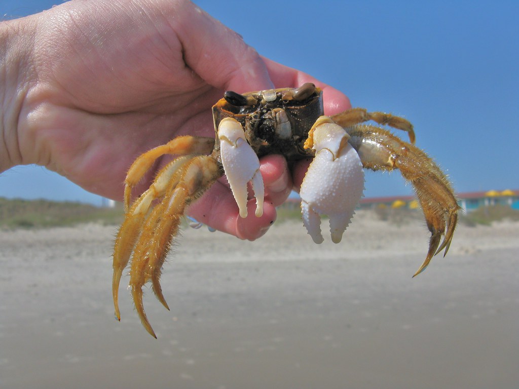 Atlantic Ghost Crab