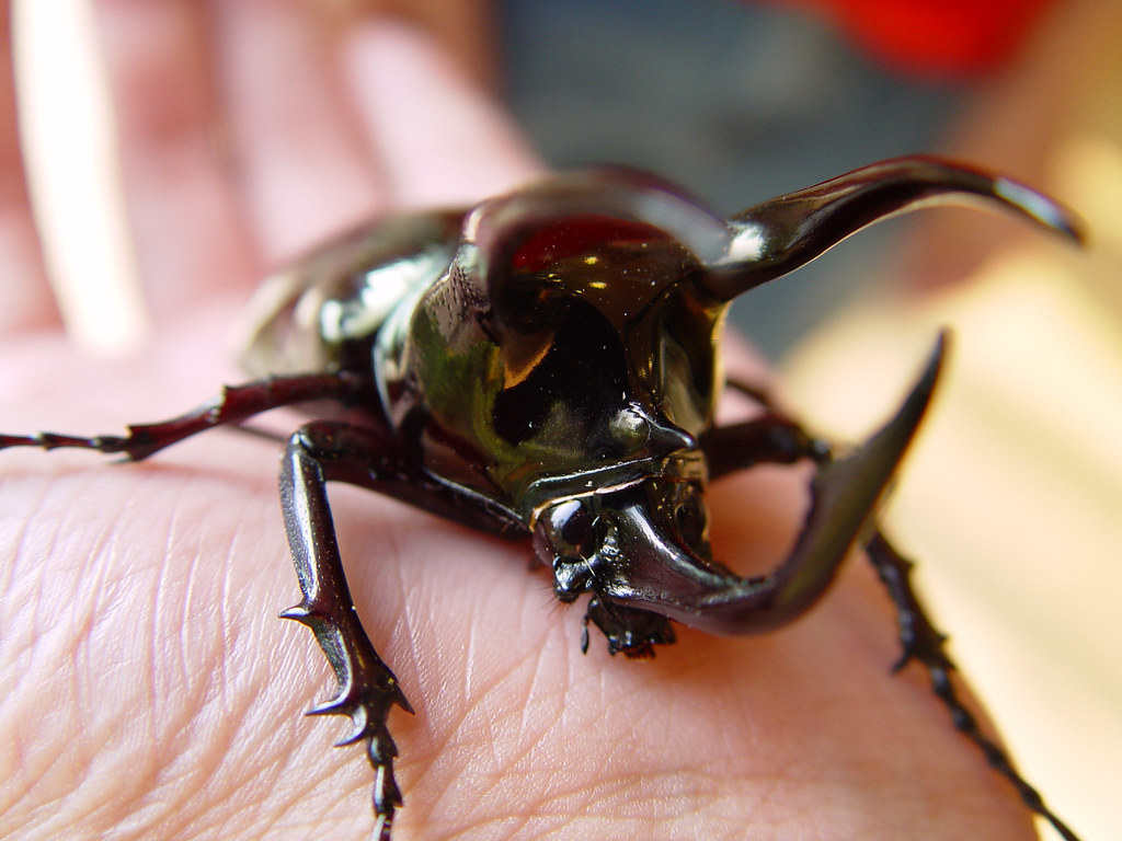 Atlas Beetle