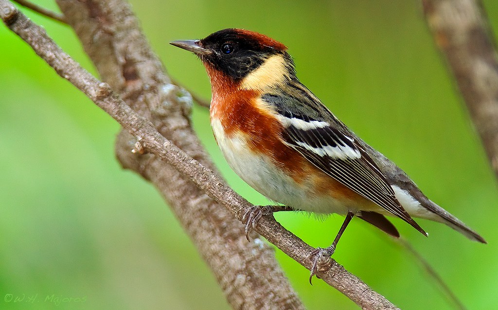Bay-breasted Warbler