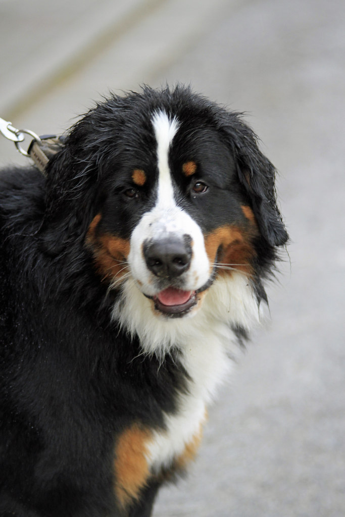 Bernese Mountain Dog
