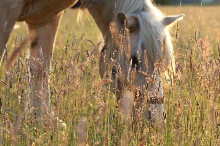 Best Food for Horses: Complete Nutrition Guide to Keep Your Horse Healthy