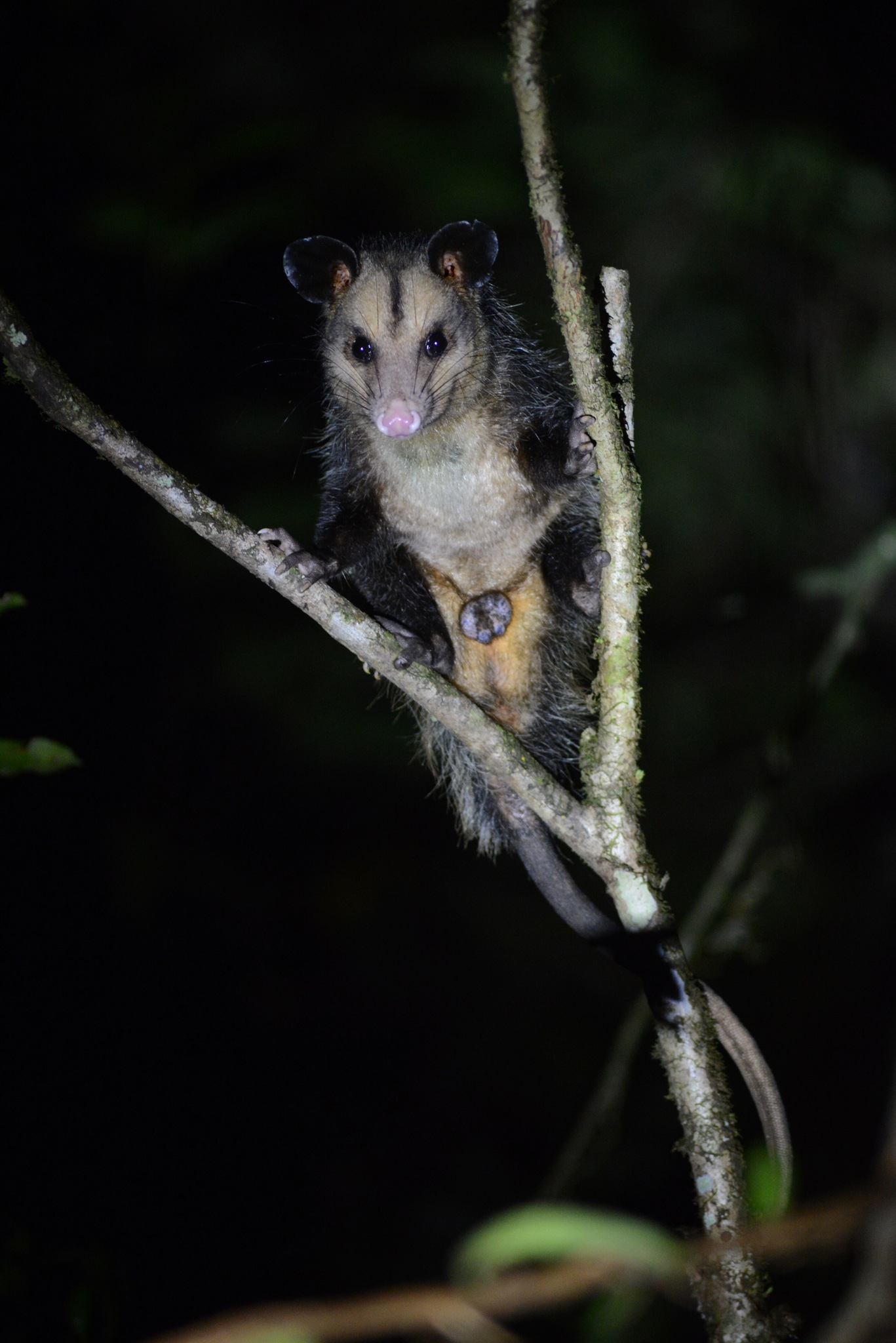 Big-eared Opossum