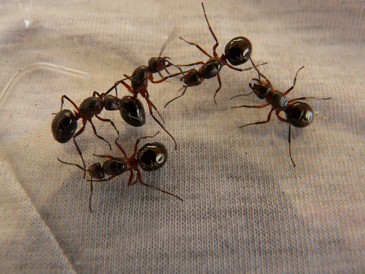 Biting Ants in California