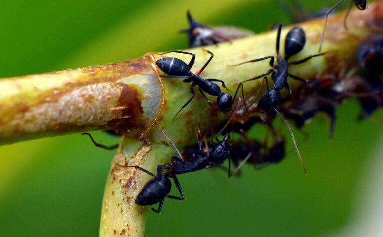 10 Biting Ants in Pennsylvania: Complete Species Identification and Bite Safety Guide