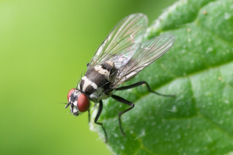7 Dangerous Biting Flies in Florida That Every Resident Should Know