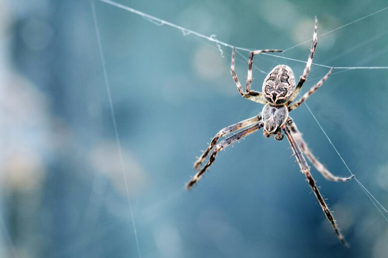10 Biting Spiders in Florida: Complete Identification Guide with Photos
