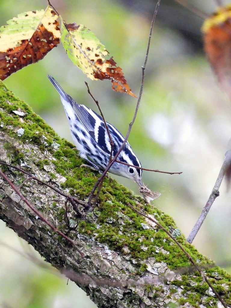 Black-and-white Warbler