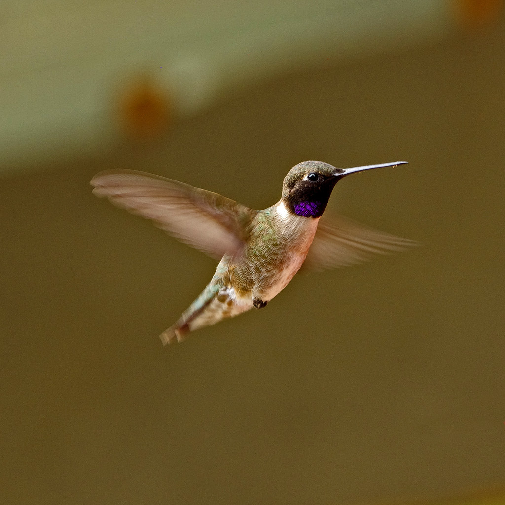 Black-chinned Hummingbird - Hummingbirds in Portland, Oregon