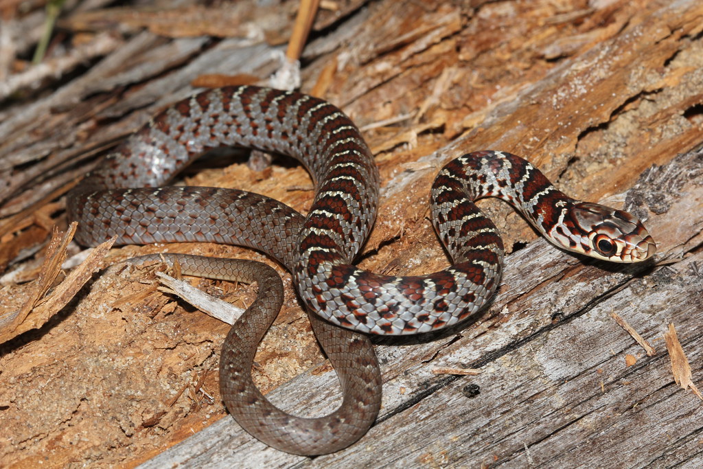 Black Racer Juveniles