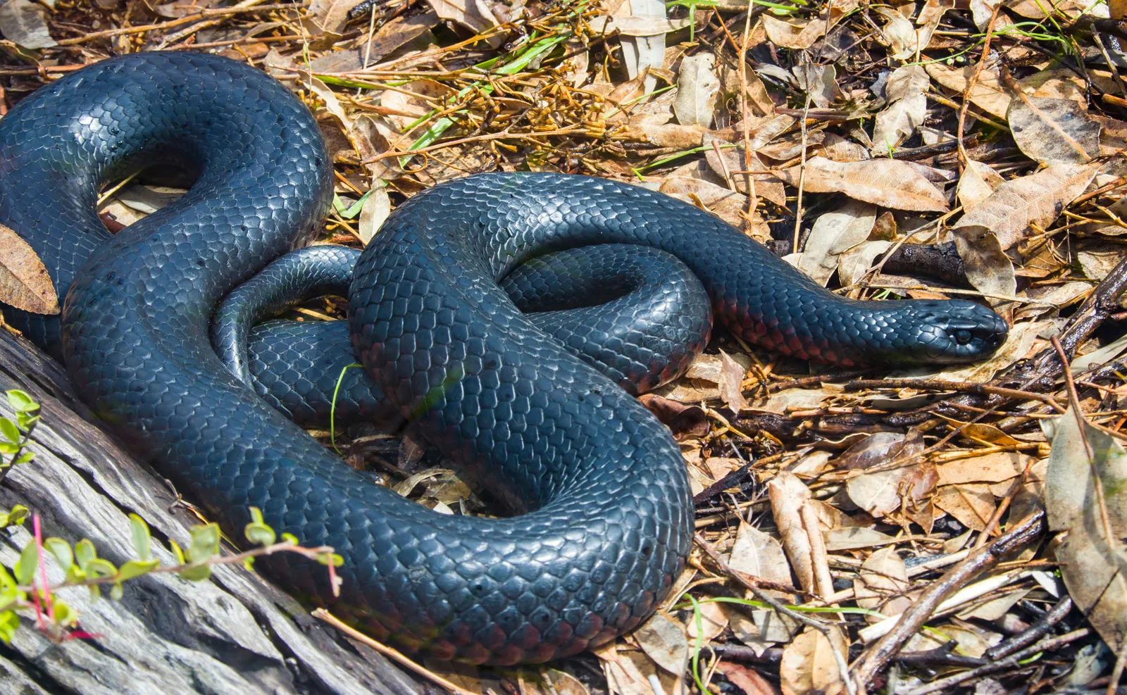 black snakes in texas