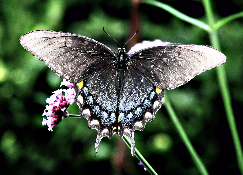 Black Swallowtail Butterfly