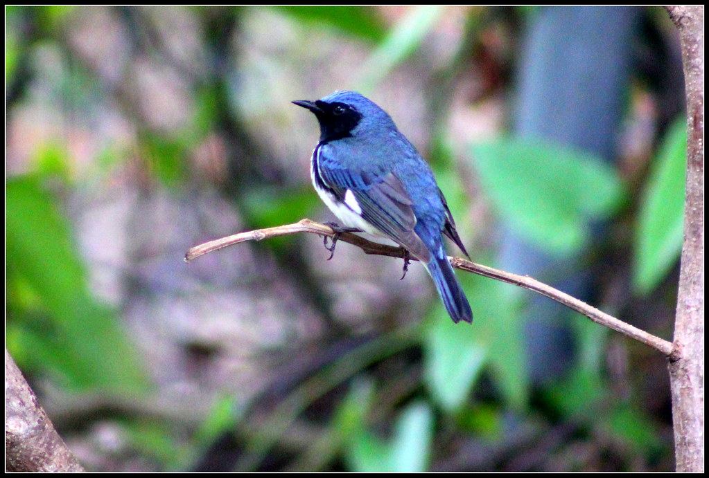 Black-throated Blue Warbler