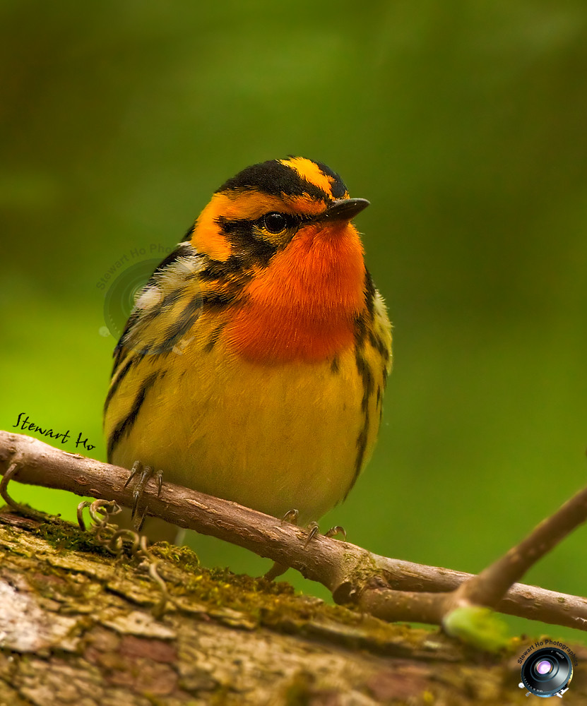Blackburnian Warbler