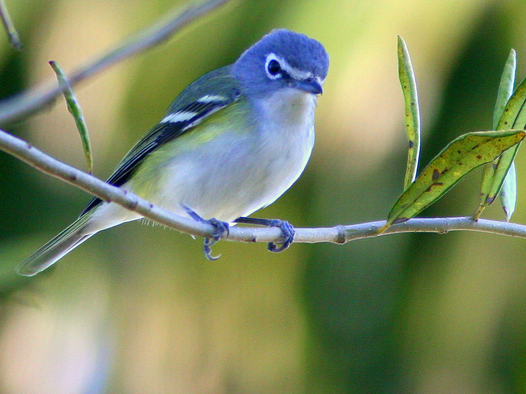 Blue-headed Vireo