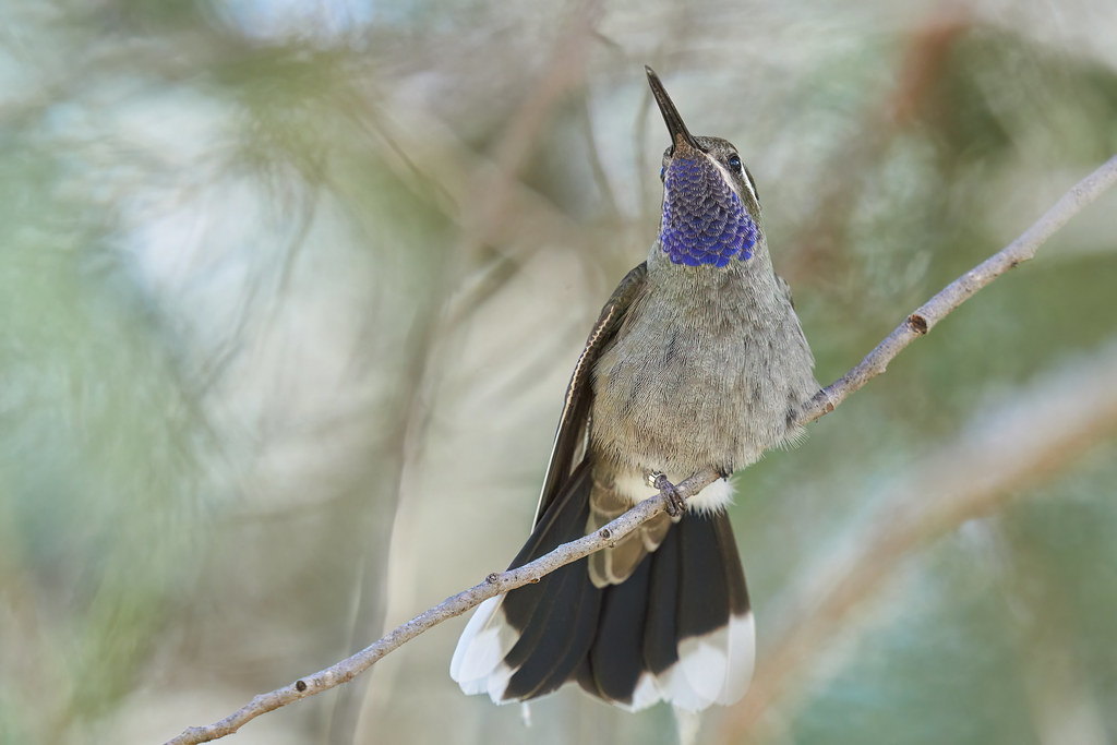 Blue-throated Mountain-gem