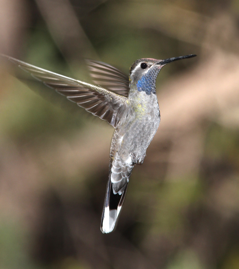 Blue-throated Mountaingem