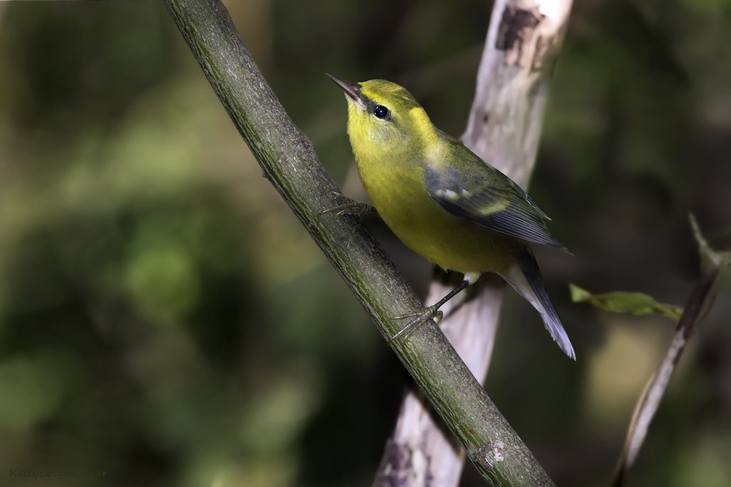 Blue-winged Warbler
